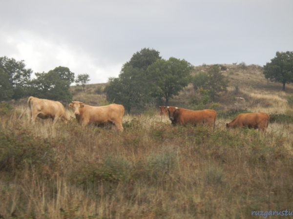 Karşılıklı bakışmaktan kim zarar görmüş?