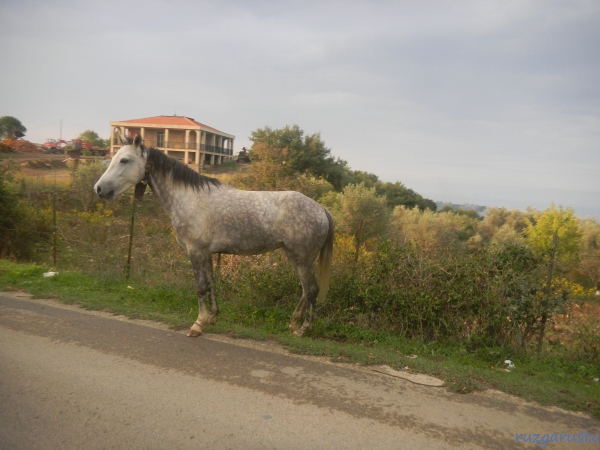 Biraz zayıf durmuyor mu?